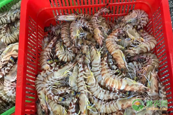这种海虾深受我国沿海食客喜爱，原产自日本，市场可卖50元一斤