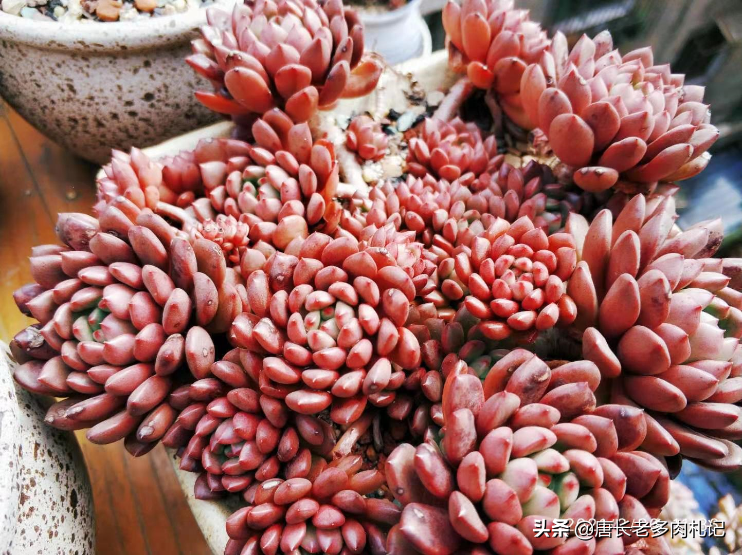 多肉配土是按体积还是重量来算占比？这是让“萌新”很纠结的问题