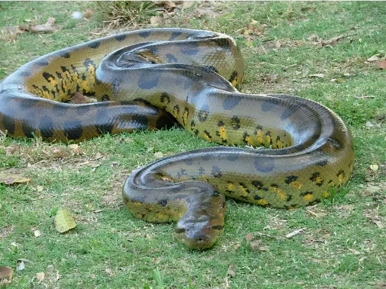 中国八三年蛇灾(1983年洪水"蛇灾"怎么回事?) - 百科全说