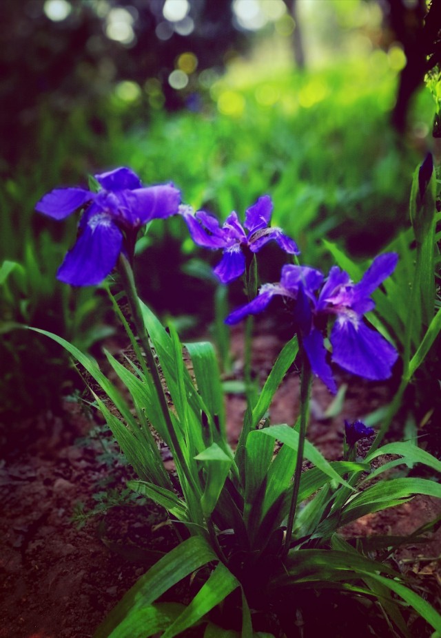 紫色鸢尾花花语是绝望的爱吗（不同颜色鸢尾花花语分享）