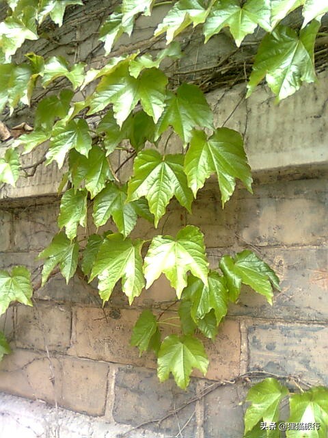 百年名校南京大学一日游，八年前的老照片带你回忆南大