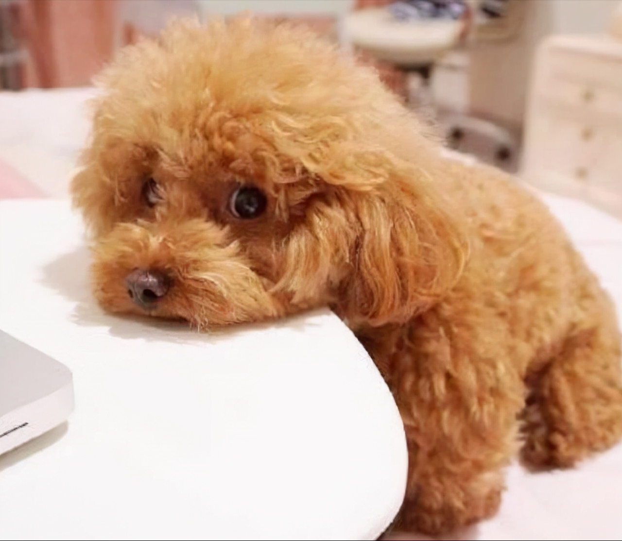 黄博美犬多少钱一只适合情侣一起养的8种狗狗