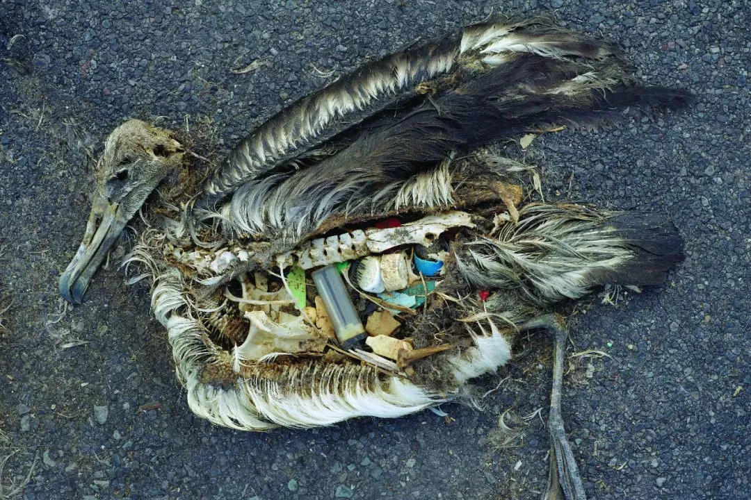海洋塑料一个入侵物种对人类的危害