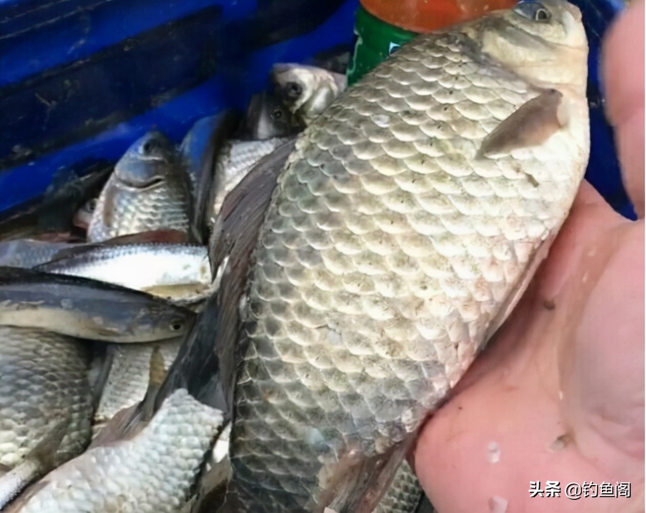 商品饵太多眼花缭乱？用了上百款饵料，总结出几条经验