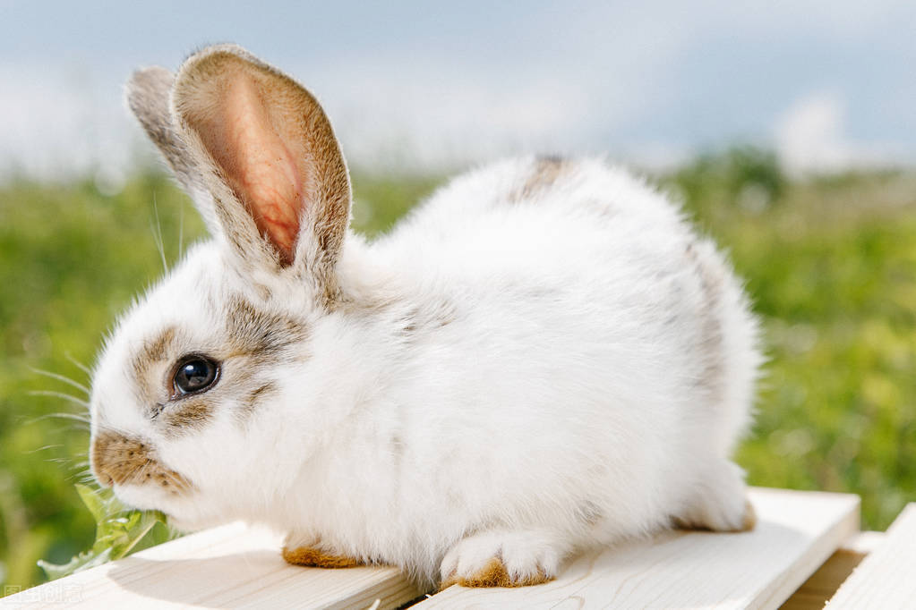 兔子不吃不喝不拉能活多久，如果不闻不问，会导致机体衰竭