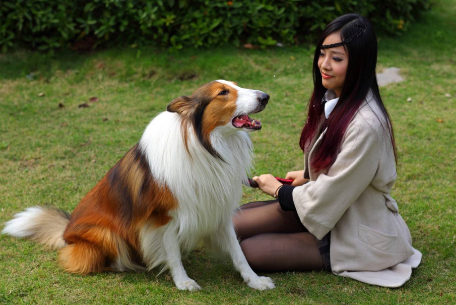 狗皮肤病图片判断