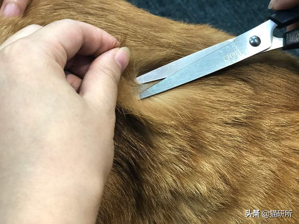 铲屎官必读：猫癣的家庭诊断与用药指南