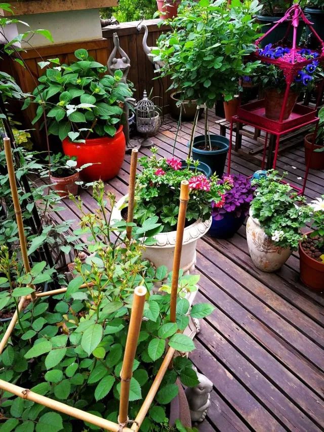 看完68道园艺专业术语，方可知园艺的秘密