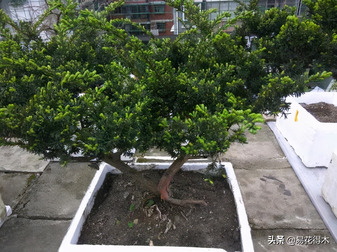 矮紫杉盆景怎么养小技巧「精心整理」 -骁龙网