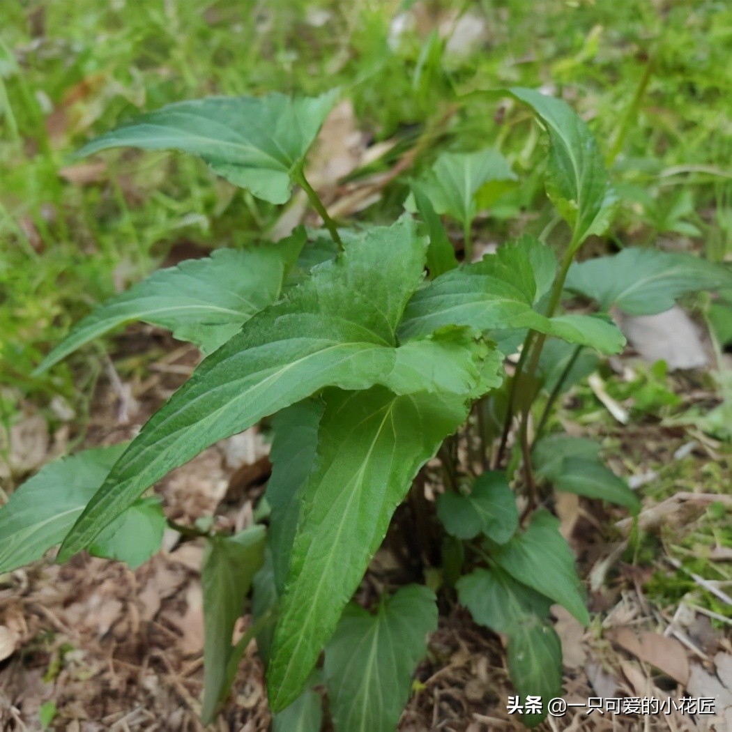 犁头草的功效与作用图片-我的快乐小窝