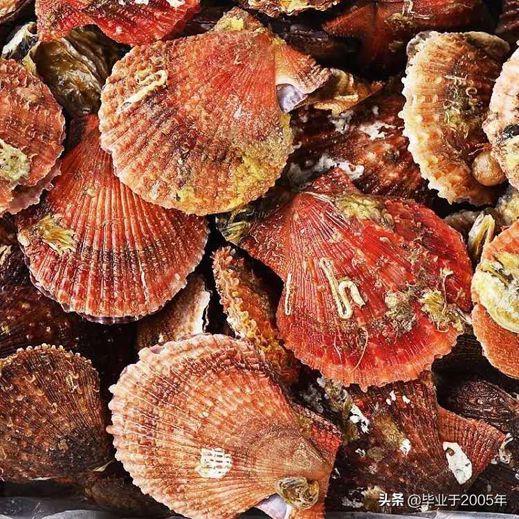 辽宁大连吃货们常见贝类海鲜的学名与俗称（ 一）