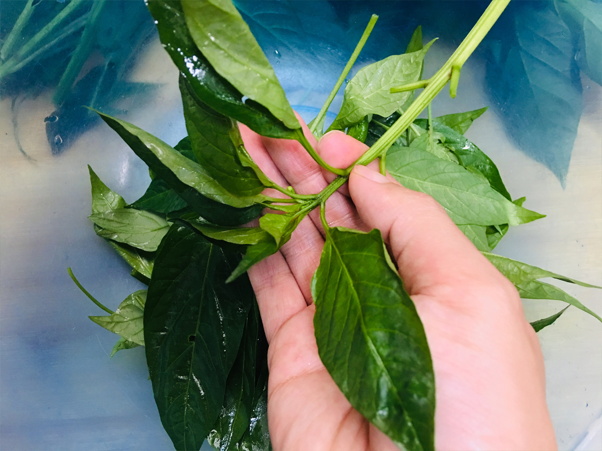 很多人不知道辣椒叶是可以吃的,夏天是它成熟的时候,遇到尝一下