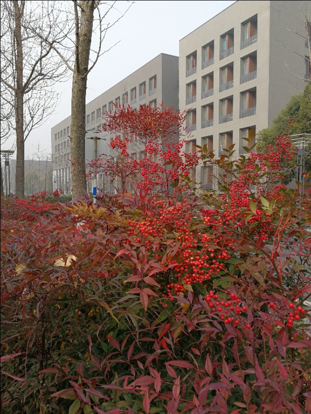 这里不仅有大树、高楼，更有大师——带你参观南京大学仙林校区