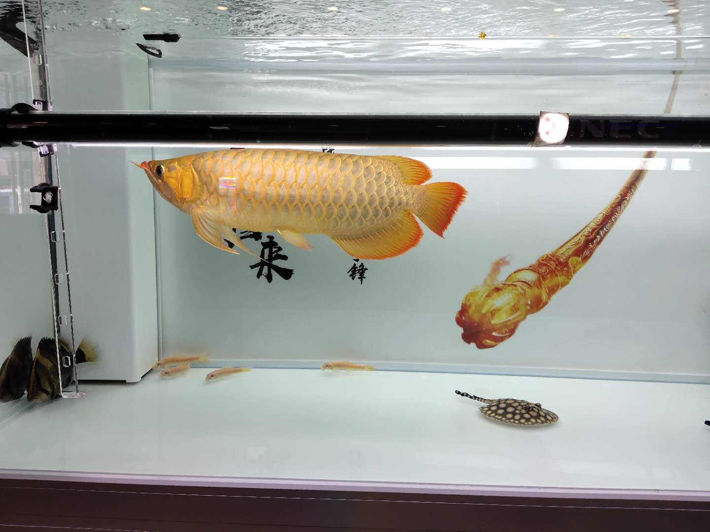 中国最贵的15种天价鱼，长江刀鱼上榜，第一名价值300多万_哔哩哔哩_bilibili