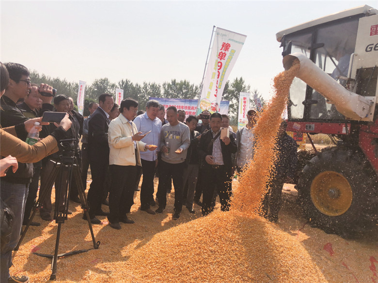 高产能直接机收脱粒的玉米品种：豫单9953，好品种+好技术=好效益