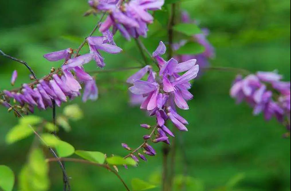 青黛的作用与功效(胡博士说中药) - 行就行