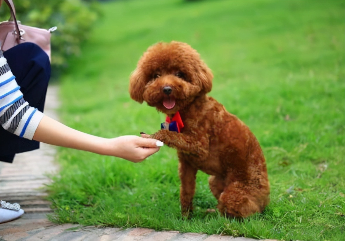 关于泰迪犬"鲜为人知"的几个秘密,养狗十年也未必知道