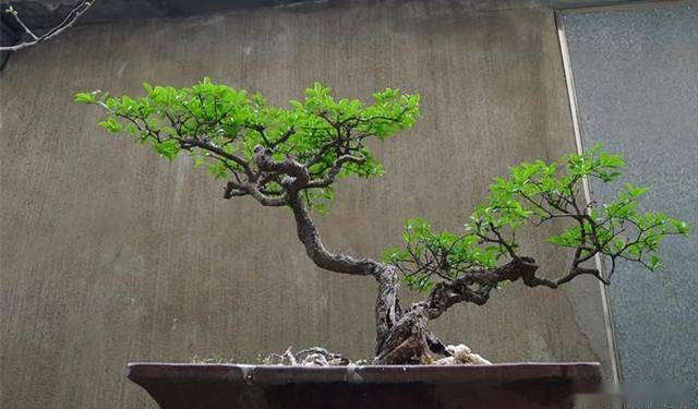 植株小巧形态秀丽,冬青盆景长势好,才能塑造非凡意境!