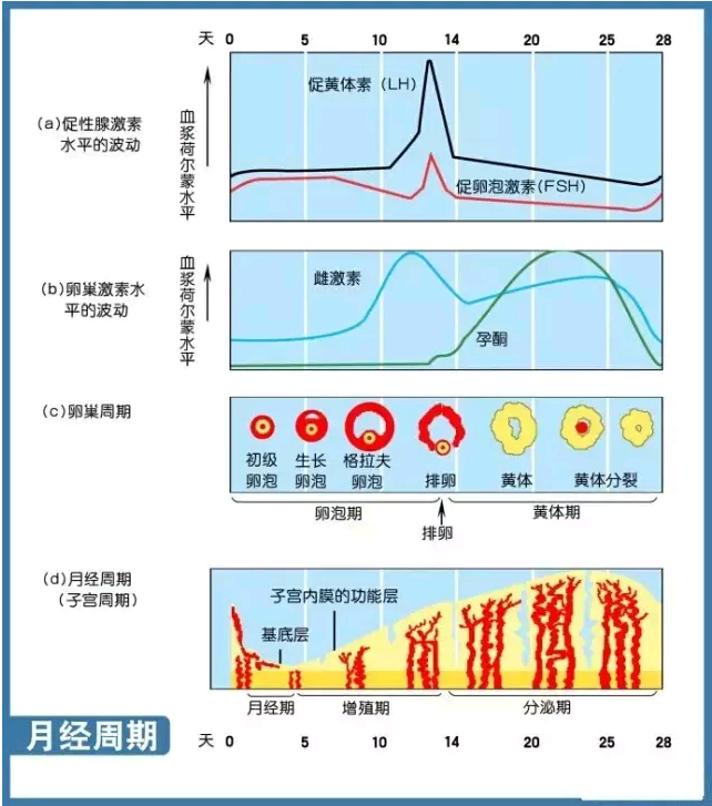 化验性激素六项有什么用？教您在家看懂性激素六项化验单