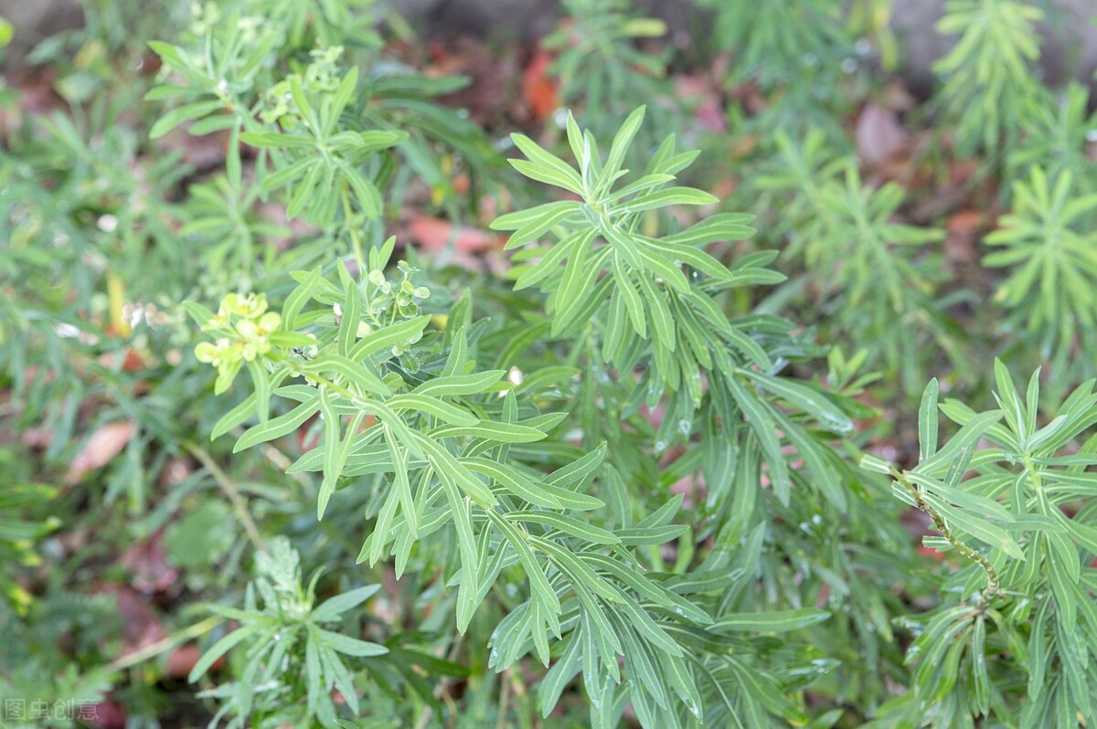 艾葉煮雞蛋的做法,艾葉煮雞蛋