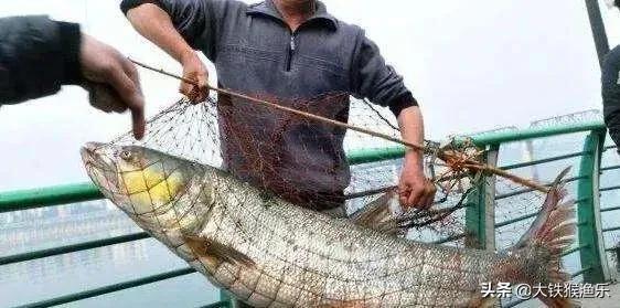 淡水霸主“水老虎”在湖北和上海接连被钓出，网友：这是祸害别放