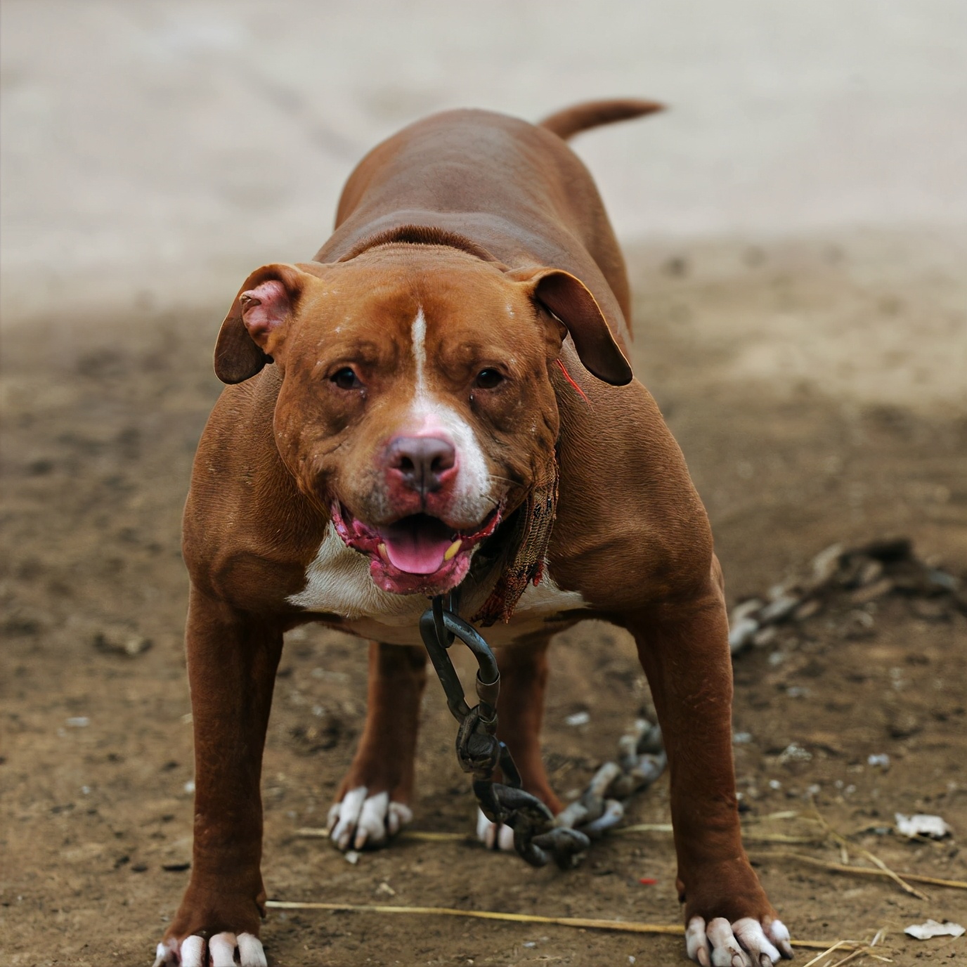 在12世纪时,英国就开始流行让牛和熊跟狗狗格斗的斗犬运动,比特犬就是