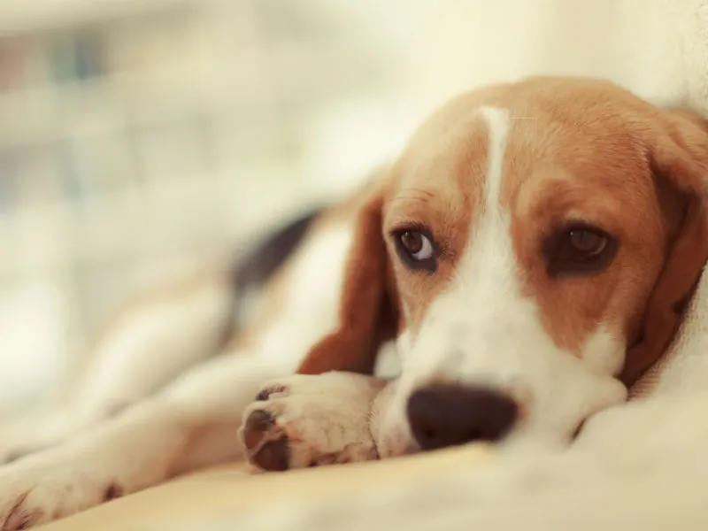 给狗狗免疫有多重要?让宠物医生带你了解传染病-“犬瘟热”
