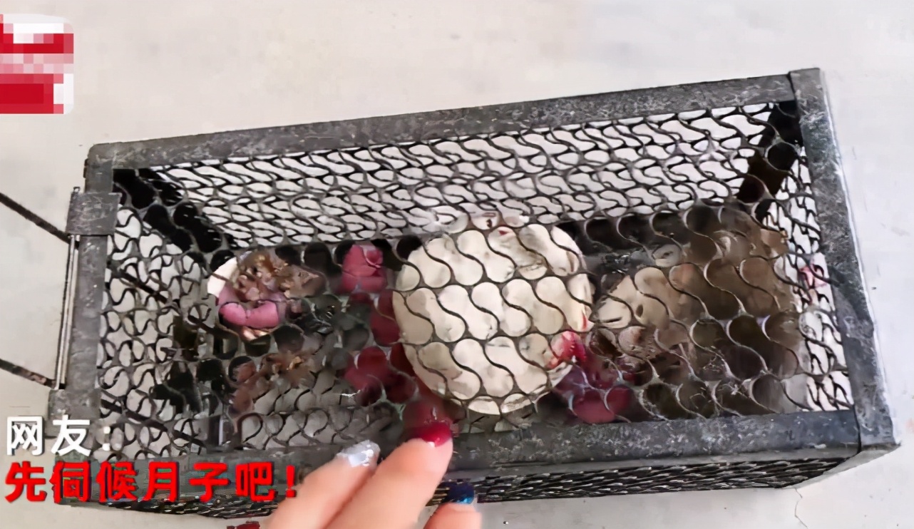 山東一女子在家放上捕鼠籠，結(jié)果回家一看懵圈了：捉一送八