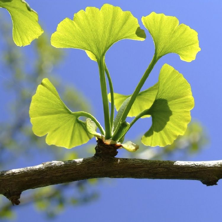 满大街都是银杏树满大街的银杏树