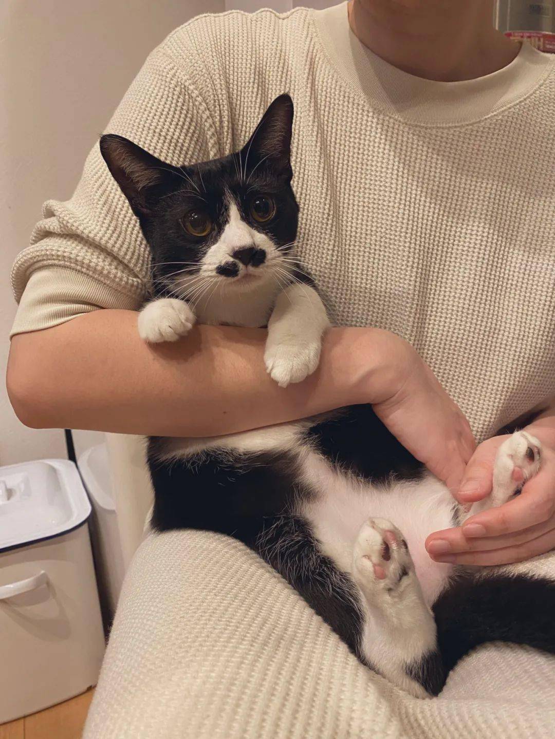十大最适合家庭饲养的猫咪品种推荐