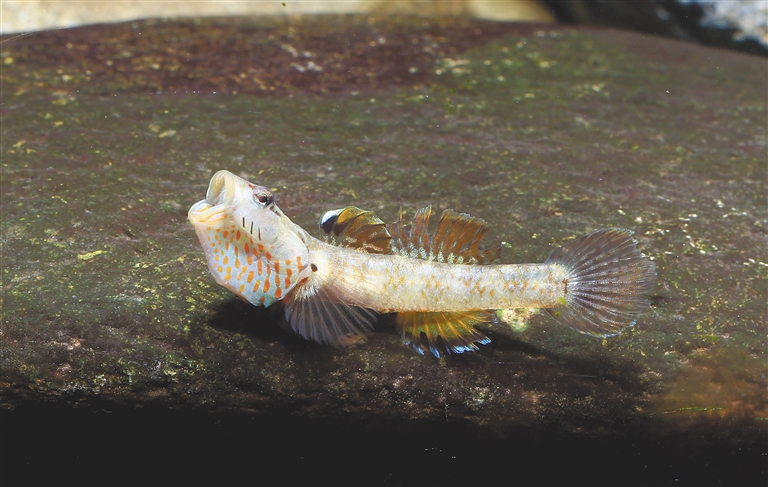 海南淡水魚圖鑒——給魚拍“證件照”