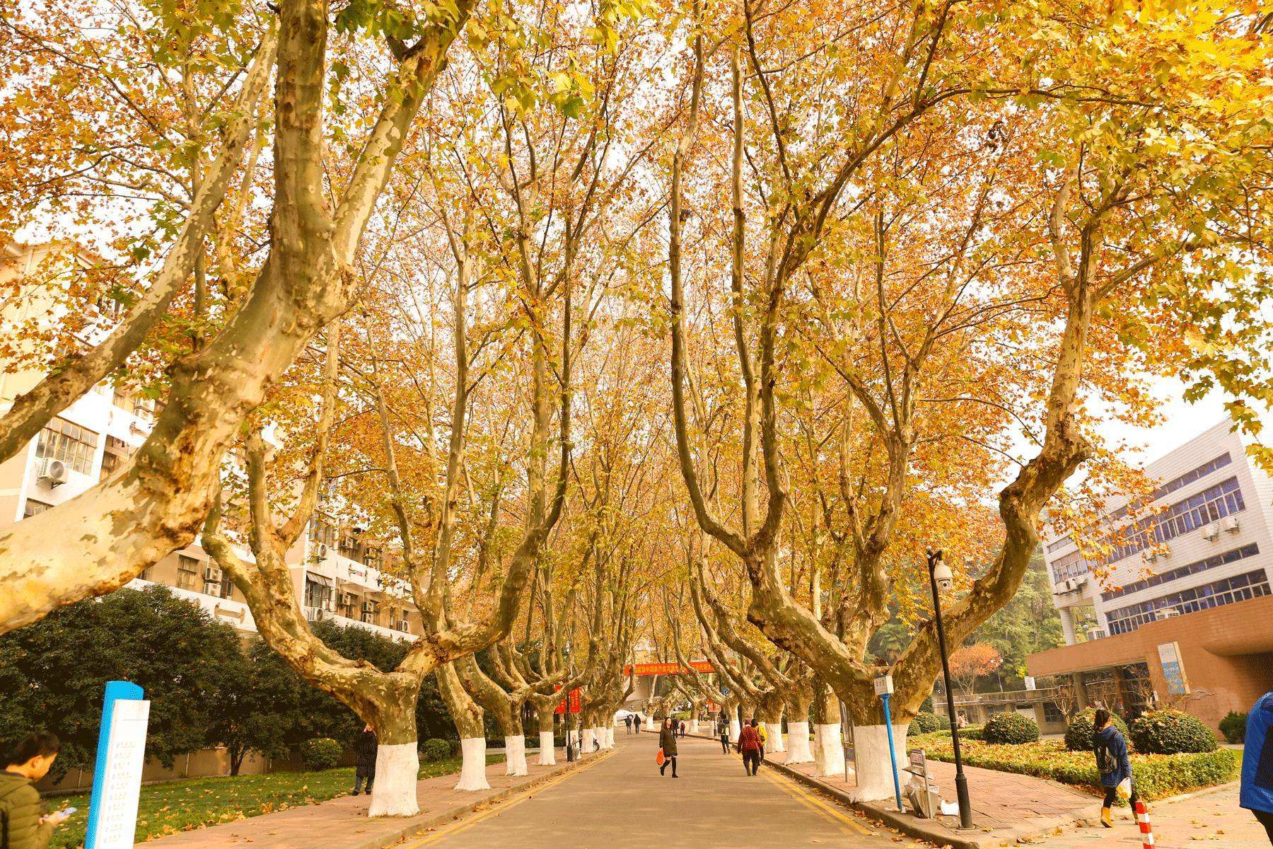 江苏一所实力强的211大学，常因校名，被误认成“野鸡大学”