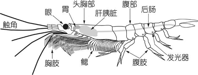 虾的品种有哪几种（如何辨别虾的类别种类）