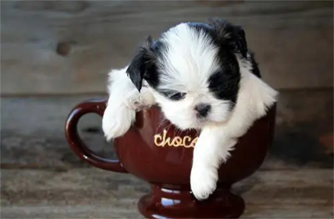 茶杯犬多钱一只(畸形的“人造狗”茶杯犬，卖到1万多美金一只，它们是怎么来的？)