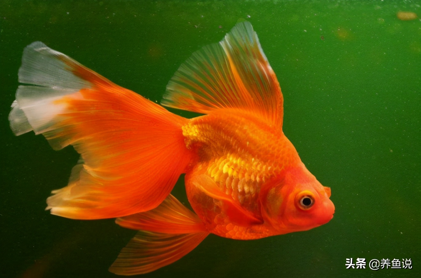 家裡魚缸要養幾條魚才最容易招財