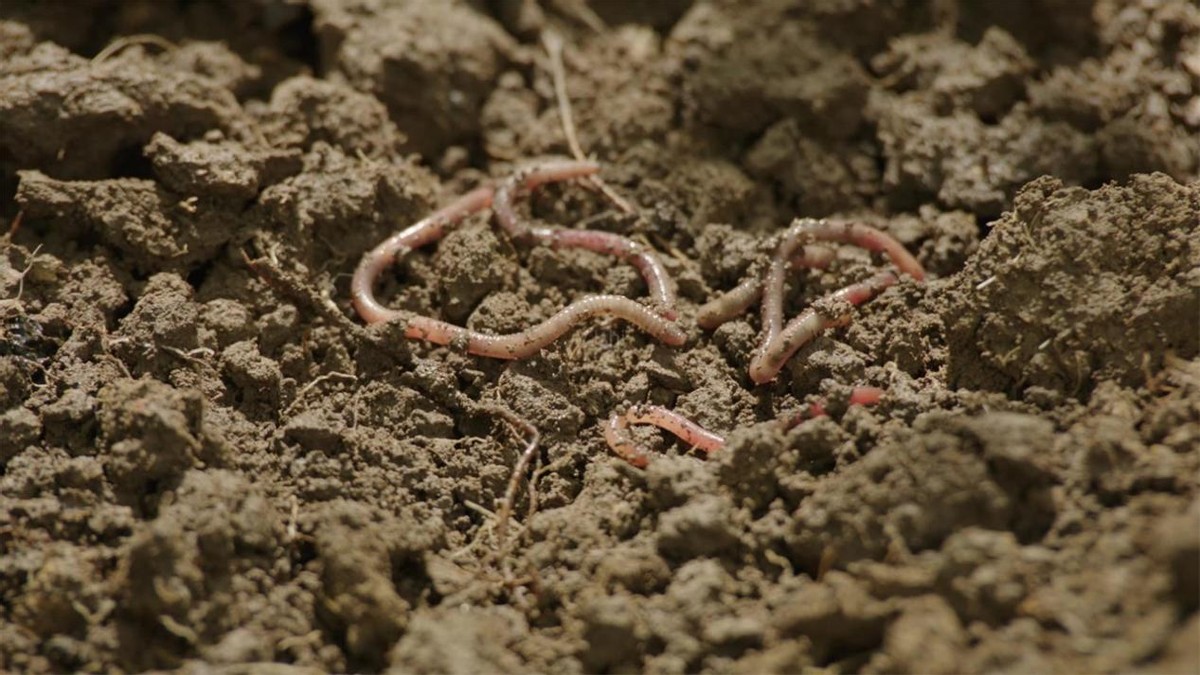 一天轻松赚200元,电蚯蚓为何如此"暴利"?