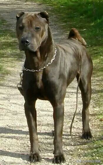 "广西猎犬"一种不为人知的犬种,中华田园犬中的狩猎王者