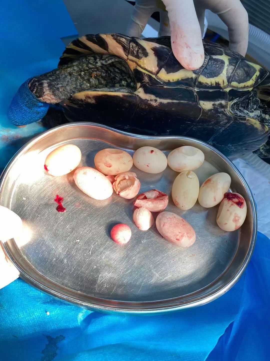 怎么知道乌龟怀孕了(龟妈妈怀孕的注意事项)