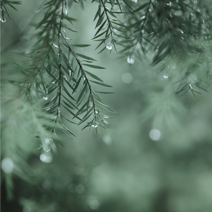 雨天做后期，还得绿一点