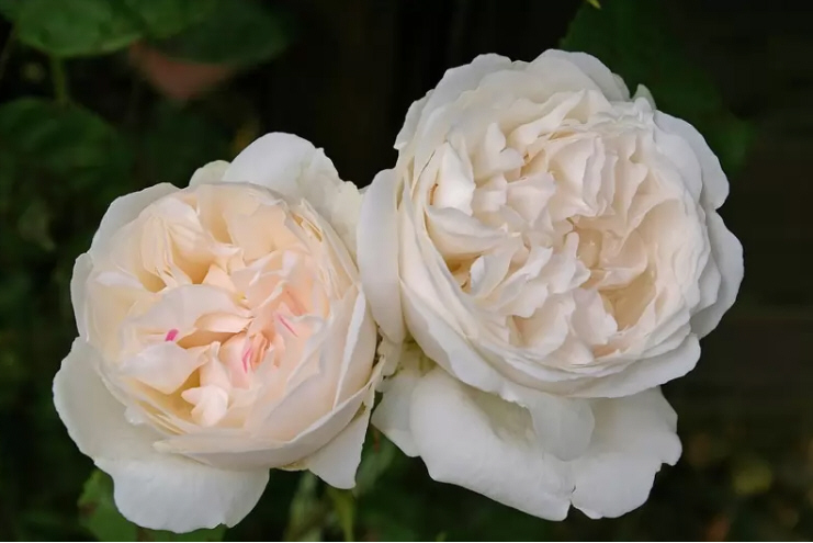 八种著名的玫瑰花，她们的名字，以及颜色包含的寓意