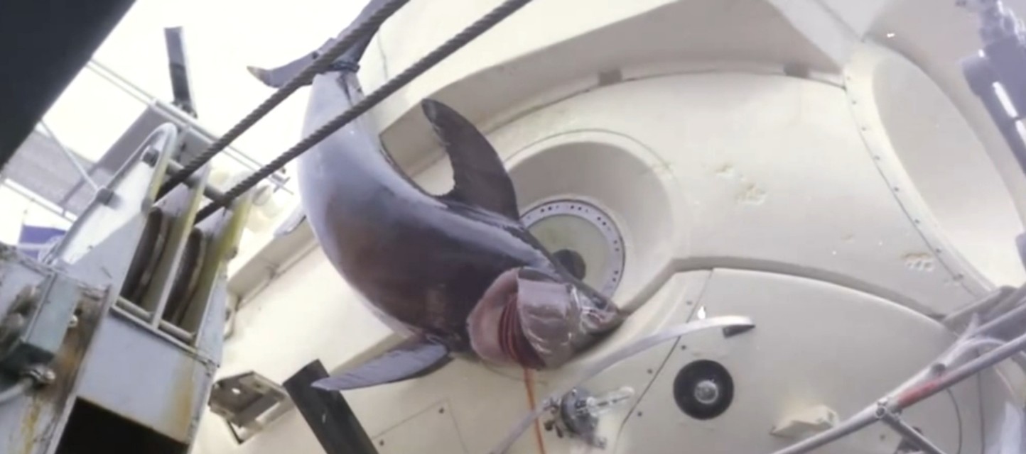 从米粒般暴长一万倍,刺穿潜艇敢和人类硬刚,旗鱼为何如此蛮横?