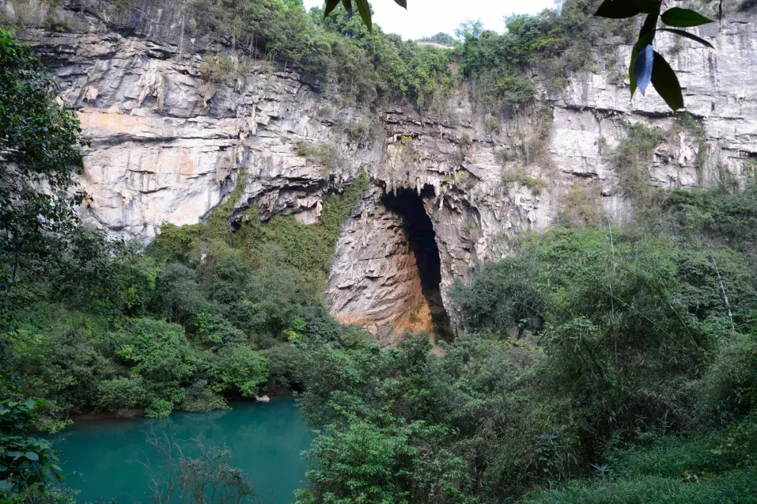 苗寨草根宝价格(来自广西的呐喊) - 价格百科
