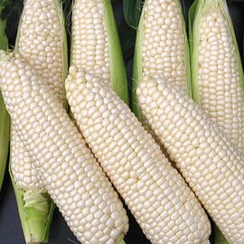糯玉米种植时间和方法（黏玉米的种植注意事项分享）