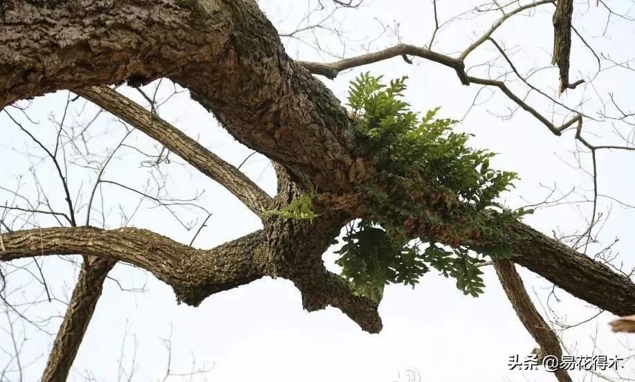 蕨类植物|槲蕨生长奇特,倩丽高雅,如何栽培养护?