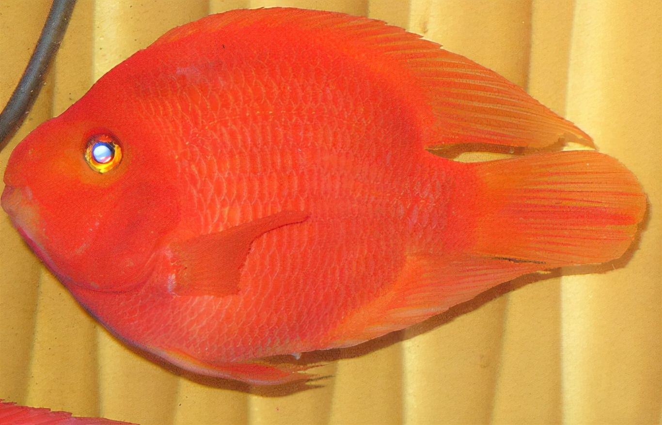 7,寓意不同:财神鱼被赋予了长寿和发财的寓意,鹦鹉鱼则只有红红火火的