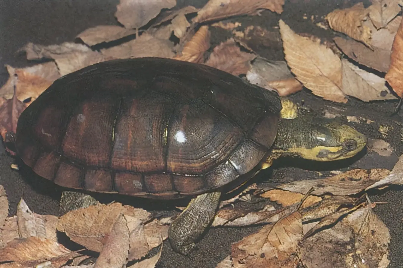 乌龟的种类图片及名称（乌龟的品种图片）