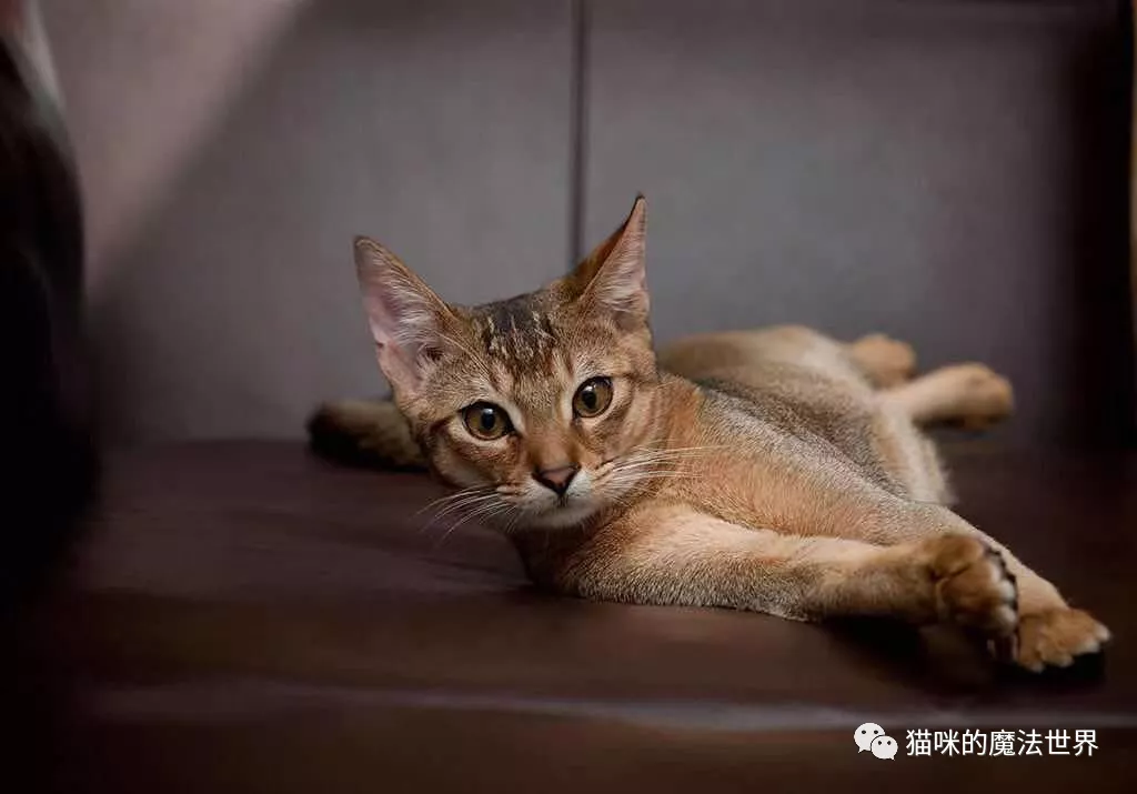 猫咪品种大盘点15:阿比西尼亚猫