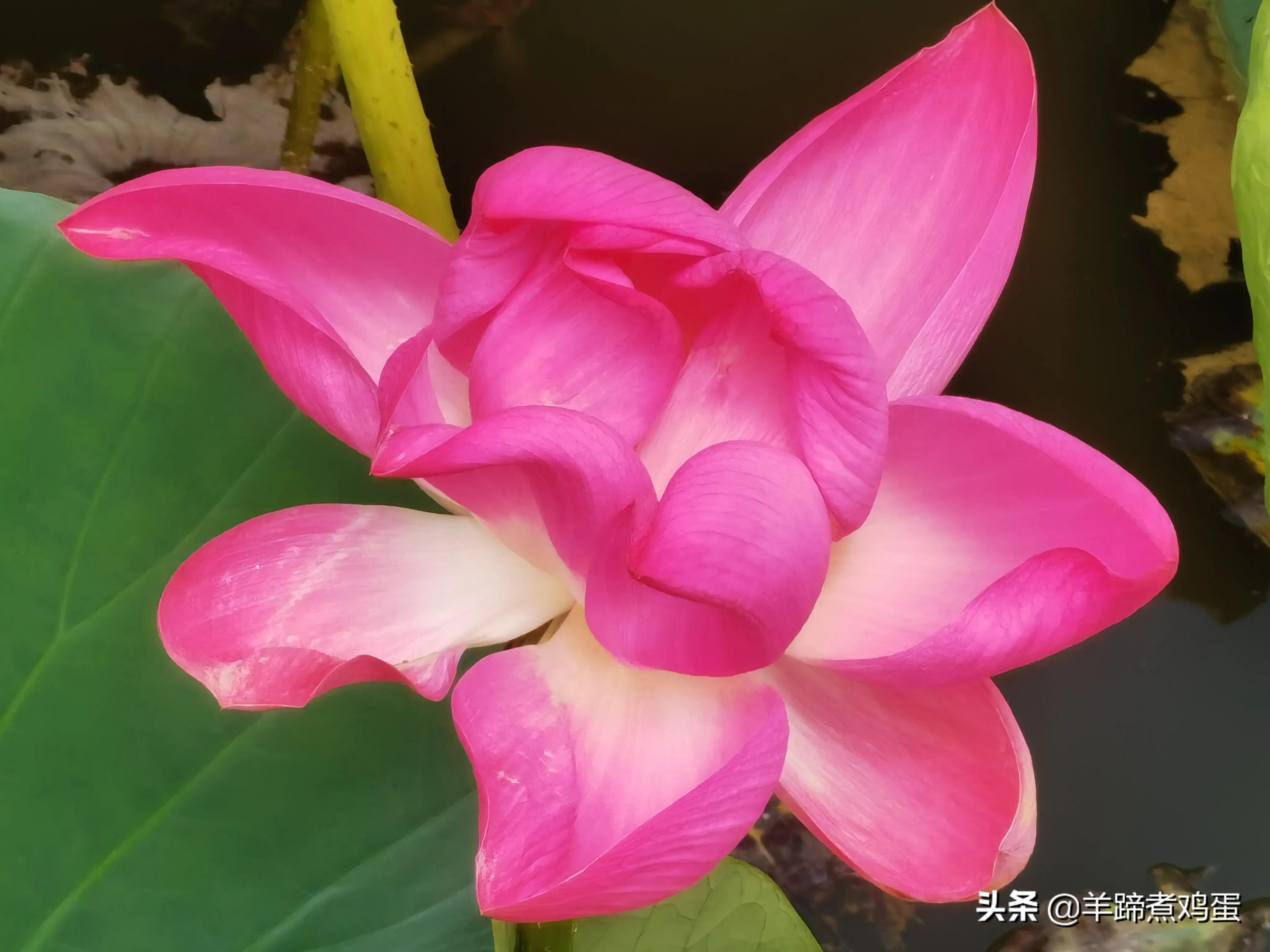 淫雨唤云行日隐耀霞红--雨后北京云空的美丽身影留下霞浓