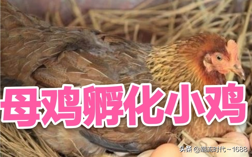 怎么孵化小鸡