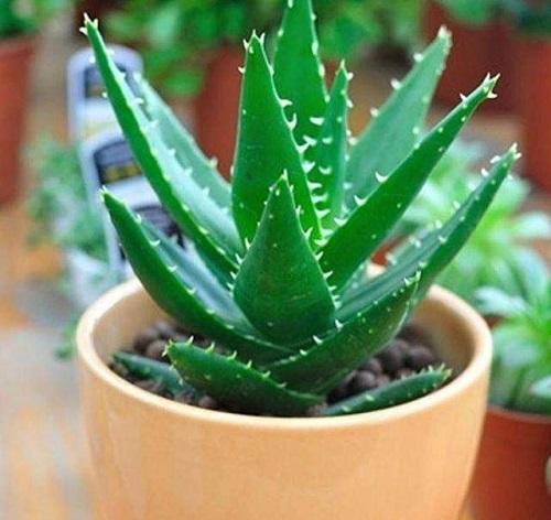 蚊子的天敌有哪些（家里养2种草蚊虫躲得远远的）